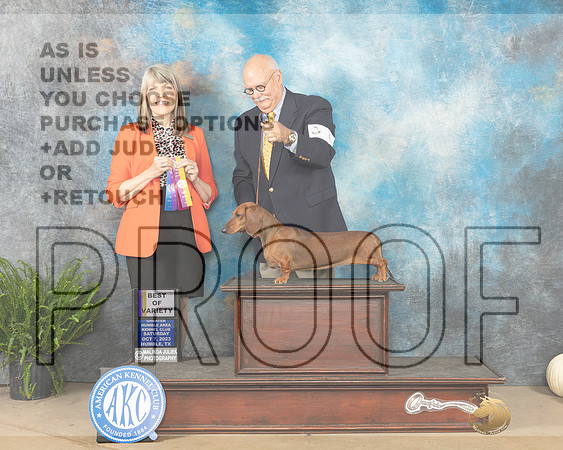 Dachshund Smooth Coat #6 SAT BOVWB Judge Angela Pickett-_JP_6425_Humble2023-HR3