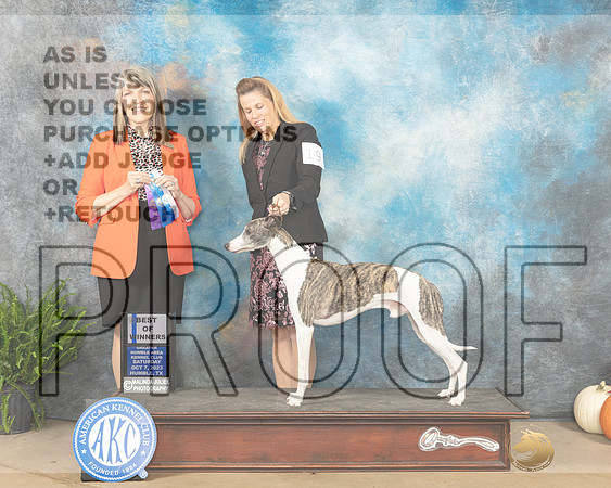 Whippet #19 Sat BOW Judge Angela Pickett-_JP_6414_Humble2023-HR3