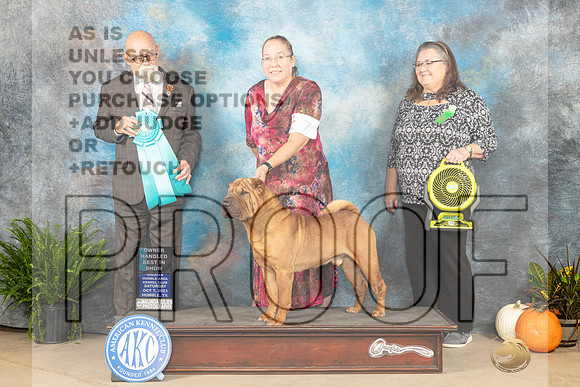 Chinese Shar Pei #7 Sat OHBIS Judge David Peak-_JP_6844_Humble2023-HR3