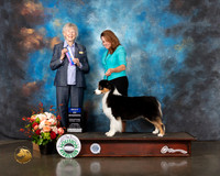 Australian Shepherd #28 Thurs BOW Judge Sharon Newcomb