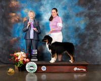 Australian Shepherd #43 WD Judge Sharon Newcomb