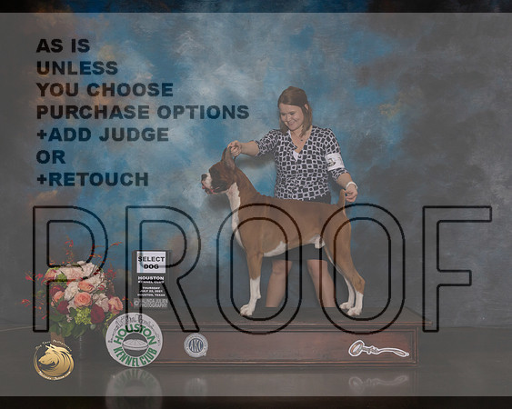 Boxer #11 Thurs SD Judge Steve Keating-MMJ_0299-HOUSTON21-HR3