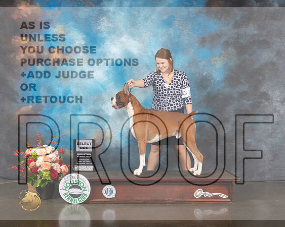 Boxer #11 Thurs SD Judge Steve Keating-MMJ_0301-HOUSTON21-HR3