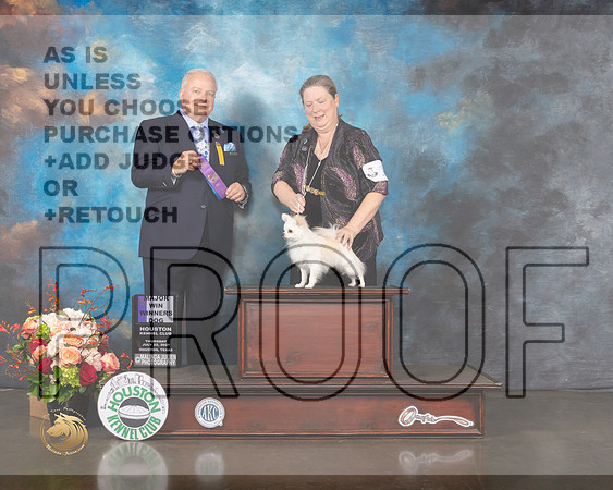 Long Coat Chihuahua #15 Thurs WD Major Judge Dennis Mccoy-MMJ_0326-HOUSTON21-HR3