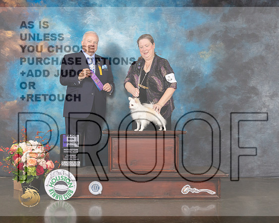 Long Coat Chihuahua #15 Thurs WD Major Judge Dennis Mccoy-MMJ_0327-HOUSTON21-HR3