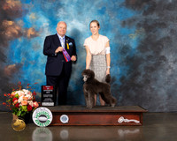 Miniature Poodle #5 Thurs WD BOS Judge Dennis Mccoy