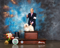 Havanese #20 Thurs WB CH Major Judge Raymond Filburn
