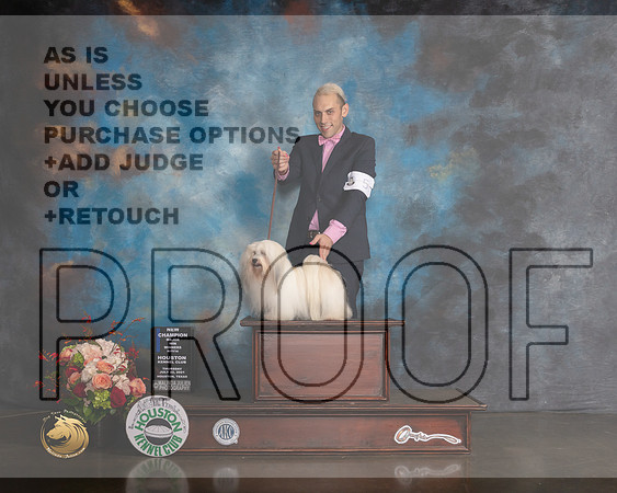 Havanese #20 Thurs WB CH Major Judge Raymond Filburn-MMJ_0386-HOUSTON21-HR3