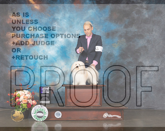 Havanese #5 Thurs WD Judge Raymond Filburn-MMJ_0380-HOUSTON21-HR3