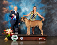 Boerboel #5 Thurs WD BOW BOBOH NCH Judge Joseph Gregory