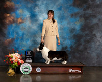 Cardigan Welsh Corgi #7 Thurs WD BOW Major Judge Steve Keating