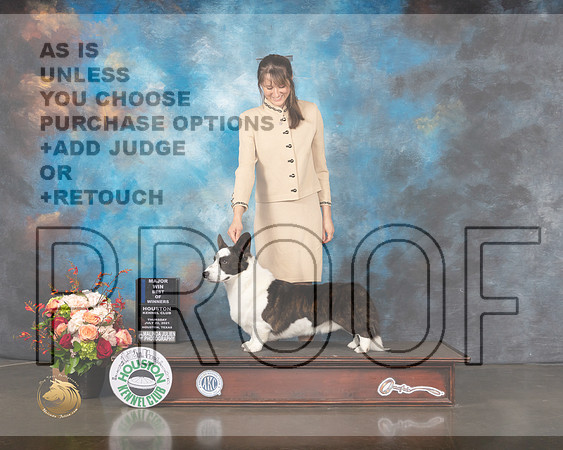 Cardigan Welsh Corgi #7 Thurs WD BOW Major Judge Steve Keating-MMJ_0404-HOUSTON21-HR3