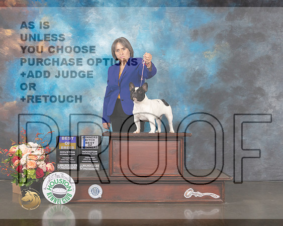 French Bulldog #6 Thurs WB BOW BOB Judge Randy Garren-MMJ_0415-HOUSTON21-HR3