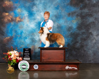 Shetland Sheepdog #19 Thurs WD BW Judge Steve Keating
