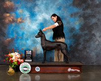 Xoloitzcuintli #54 Thurs BOB Major Judge Randy Garren