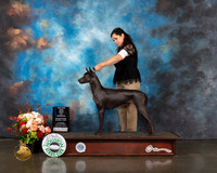 Xoloitzcuintli #56 Thurs WB BOW Major Judge Randy Garren