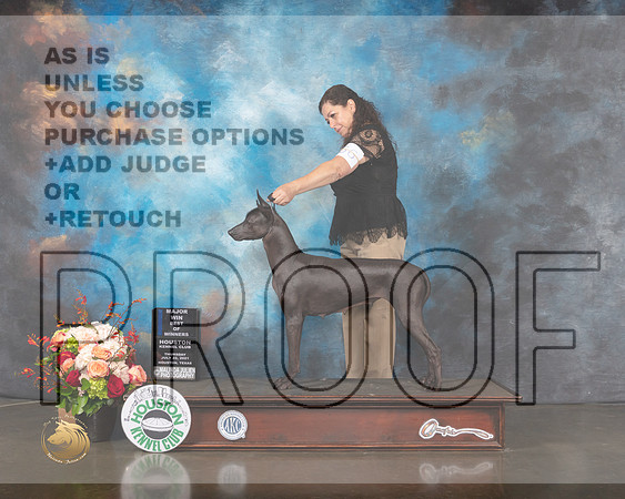 Xoloitzcuintli #56 Thurs WB BOW Major Judge Randy Garren-MMJ_0412-HOUSTON21-HR3