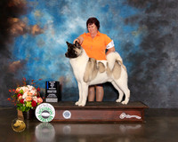 Akita #7 Thurs WD BOW Major Judge Joseph Gregory