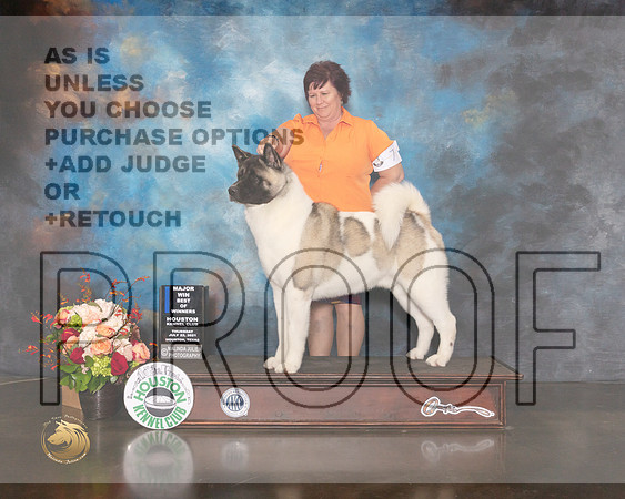 Akita #7 Thurs WD BOW Major Judge Joseph Gregory-MMJ_0437-HOUSTON21-HR3