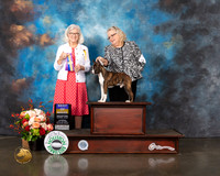 Boston Terrier #5 Thurs BOB Judge Molly Martin
