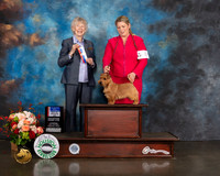 Norfolk Terrier #8 Thurs WB BOW BOS Major Judge Sharon Newcomb