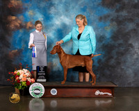 Vizsla #5 Thurs WD BOW Major Judge Evalyn Gregory