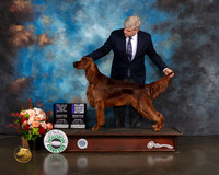 Irish Setter #9 Thurs WD BOW BOB NCH Major Judge Evalyn Gregory