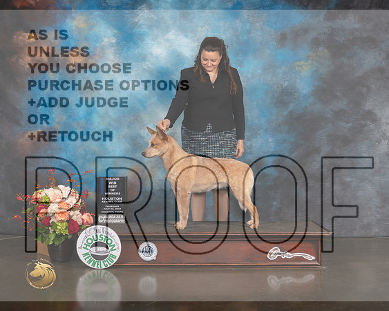Australian Cattle Dog #8 Thurs WB BOW Major Judge Sharon Newcomb-MMJ_0522-HOUSTON21-HR3