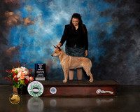 Australian Cattle Dog #8 Thurs WB BOW Major Judge Sharon Newcomb