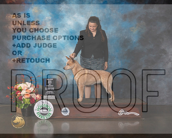 Australian Cattle Dog #8 Thurs WB BOW Major Judge Sharon Newcomb-MMJ_0519-HOUSTON21-HR3