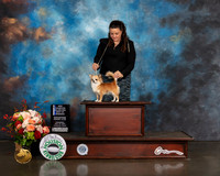 Smooth Coat Chihuahua #10 Thurs WB BOW NCH Major Judge Dennis Mccoy