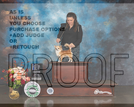 Smooth Coat Chihuahua #10 Thurs WB BOW NCH Major Judge Dennis Mccoy-MMJ_0526-HOUSTON21-HR3