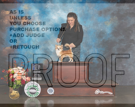 Smooth Coat Chihuahua #10 Thurs WB BOW NCH Major Judge Dennis Mccoy-MMJ_0527-HOUSTON21-HR3