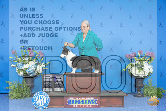 Cardigan Welsh Corgi #22 THUR WB NC M Judge Jon Cole__JP_8115_Houston_2024_HR3