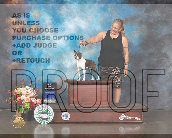 Boston Terrier #18  Wed BISSweeps Judge Thomas Davis-MMJ_0537-HOUSTON21-HR3