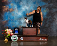 Boston Terrier #18  Wed BISSweeps Judge Thomas Davis