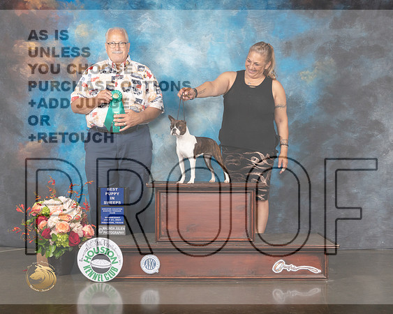 Boston Terrier #18  Wed BISSweeps Judge Thomas Davis-MMJ_0542-HOUSTON21-HR3