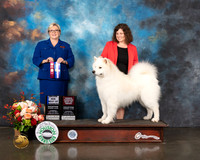 Samoyed #19 Thurs BOW Major Judge Beth Riley