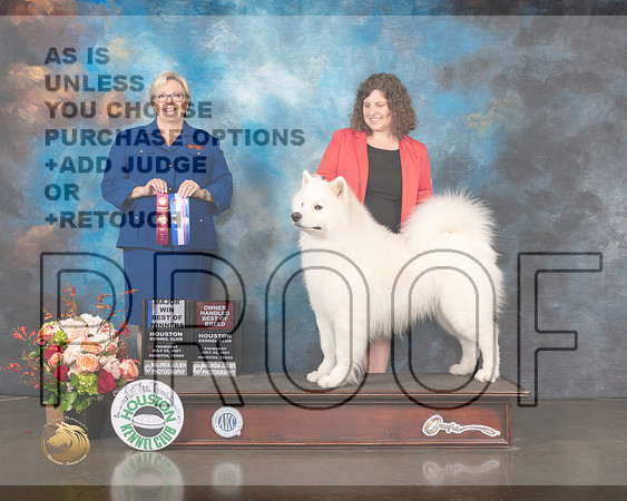 Samoyed #19 Thurs BOW Major Judge Beth Riley-MMJ_0566-HOUSTON21-HR3