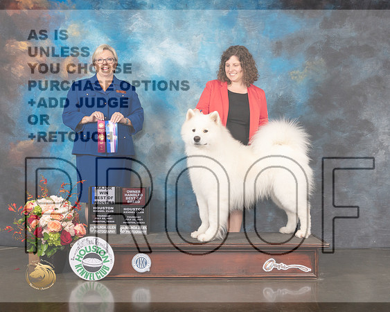 Samoyed #19 Thurs BOW Major Judge Beth Riley-MMJ_0567-HOUSTON21-HR3
