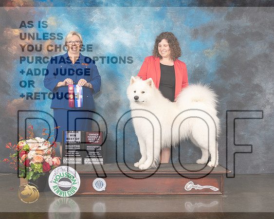 Samoyed #19 Thurs BOW Major Judge Beth Riley-MMJ_0568-HOUSTON21-HR3