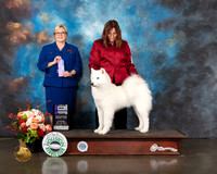 Samoyed #26 Thurs WB Judge Beth Riley
