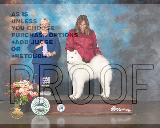 Samoyed #26 Thurs WB Judge Beth Riley-MMJ_0556-HOUSTON21-HR3