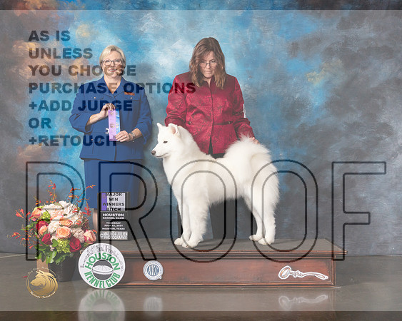 Samoyed #26 Thurs WB Judge Beth Riley-MMJ_0562-HOUSTON21-HR3