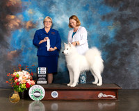 Samoyed #28 Thurs SB Judge Beth Riley