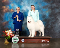 Samoyed #9 Thurs BOB Judge Beth Riley