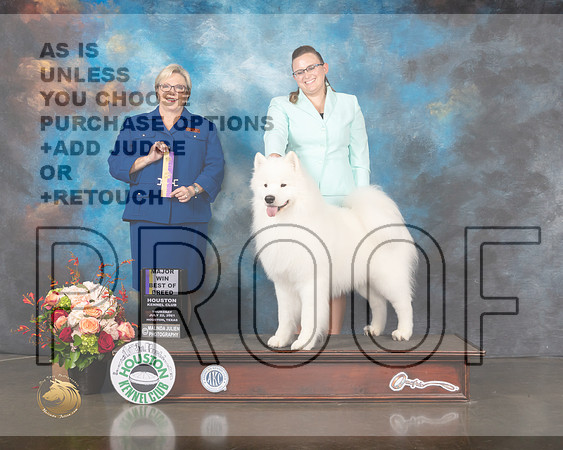 Samoyed #9 Thurs BOB Judge Beth Riley-MMJ_0549-HOUSTON21-HR3