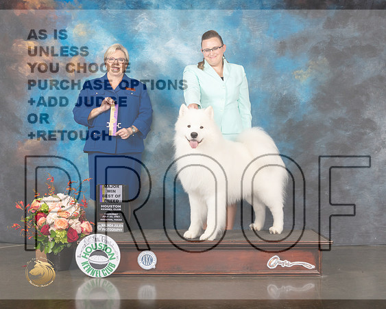 Samoyed #9 Thurs BOB Judge Beth Riley-MMJ_0551-HOUSTON21-HR3