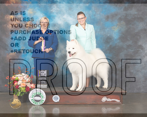 Samoyed #9 Thurs BOB Judge Beth Riley-MMJ_0552-HOUSTON21-HR3