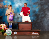 West Highland White Terrier #17 Thurs BISS Judge Janet Parcel